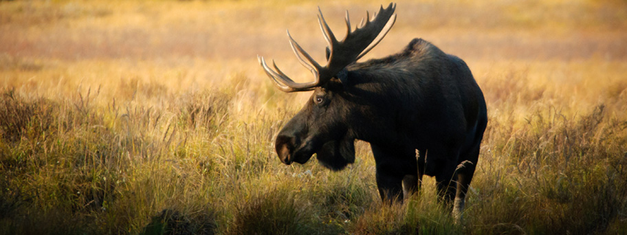 Elch im Denali Nationalpark